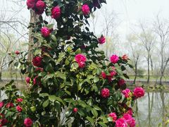 -溱湖国家湿地公园