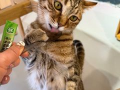 -豆逗聊愈猫阁Easy Life