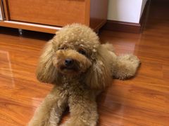 -爱诺耐芙动物医院(万博店)