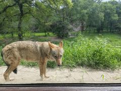 -沈阳森林动物园