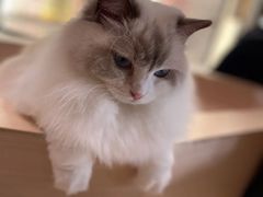 -瞄一喵猫咖(格力海岸店)