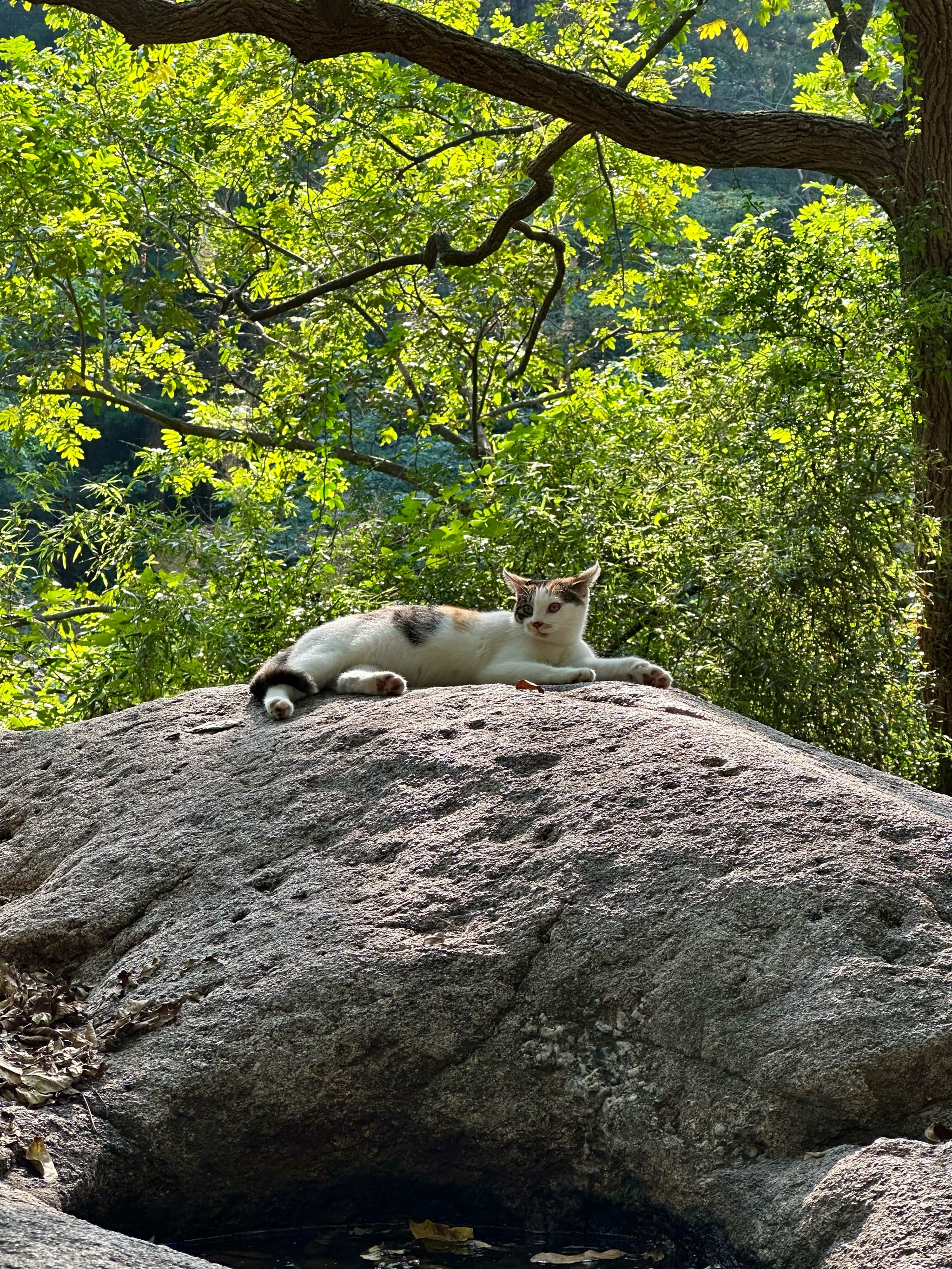 猫猫山村图片