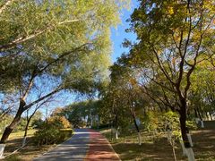 -大兴滨河森林公园