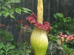 -北京植物园-展览温室