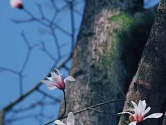 -杭州植物园