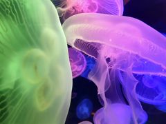 -太平洋海底世界