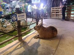 -正佳雨林生态植物园