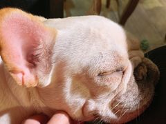 -more than meow吴止猫主题餐厅(承德 中船汇店)