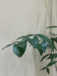 -可樱汇·美容洗发SPA