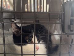 -芭比堂爱心动物医院(柯桥康爱分院)