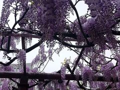 -嘉定紫藤园