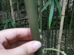 -杭州黄龙洞