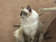 -楼上猫咖(罗湖店)
