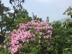 -梧桐山风景名胜区