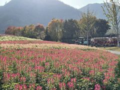 -径山花海
