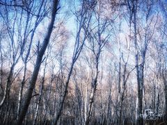 -塞罕坝国家级自然保护区