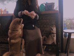 -柴犬高等学院·狗咖·柴犬售卖·宠物训练