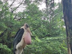 -广州长隆飞鸟乐园