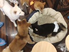 -豆柴町-柴犬主题狗咖(红鼎国际C座店)