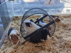 -怪兽屋·羊驼·猫咖·狗咖(俊华广场店)