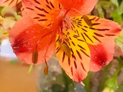 -昆明国际花卉拍卖交易中心