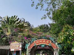 -独树成林
