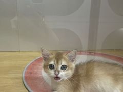 -青奢宠物·青奢猫舍