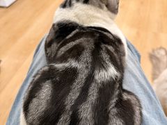 -有喵·猫咖·狗咖·40+猫狗有小奶狗(岗厦店)