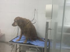 -芭比堂动物医院(广州爱宠下渡路分院)