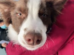 -瑞派福兴宠物医院犬猫全科·骨科·中西医结合(河东店)