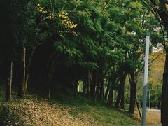 -白鹭湾湿地公园