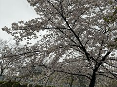 -嘉定紫藤园