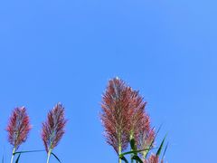 -济南国际园博园