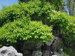 -水绘园