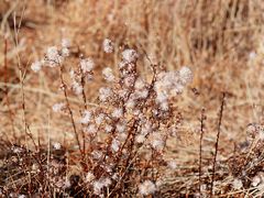 -野鸭湖国家湿地公园