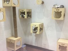 -猫色咖啡·猫咖