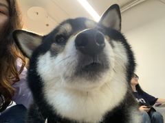 -柴迷FANS CLUB·柴犬狗咖·猫咖