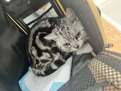 -纳吉亚猫专科动物诊疗中心(蒋宅口分院)