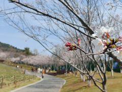 -南京市江宁方山