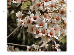 -火炉山森林公园