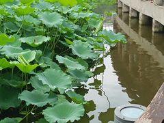 -龙头寺公园