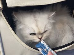 -四月宠物医院·猫专科·心脏专科·内科(转塘店)