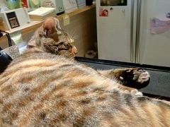 -猫的天空之城概念书店(杭州南宋御街店)