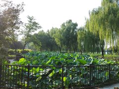 -莲花池公园