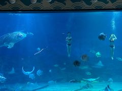 -烟台海昌鲸鲨海洋公园