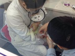 -佳怡动物医院·平价24小时·猫专科骨外科
