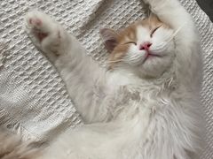 -唐小姐の猫狗洗护·购宠旗舰店(周浦万达店)