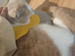 -Meowの猫咖(万家丽店)