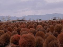 -径山花海