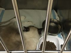 -安安宠医·安宠宠物医院